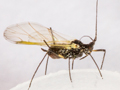 Pterocomma salicis